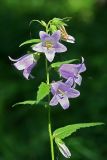 Campanula trachelium. Верхушка цветущего растения. Республика Татарстан, Волжско-Камский заповедник. 08.07.2011.