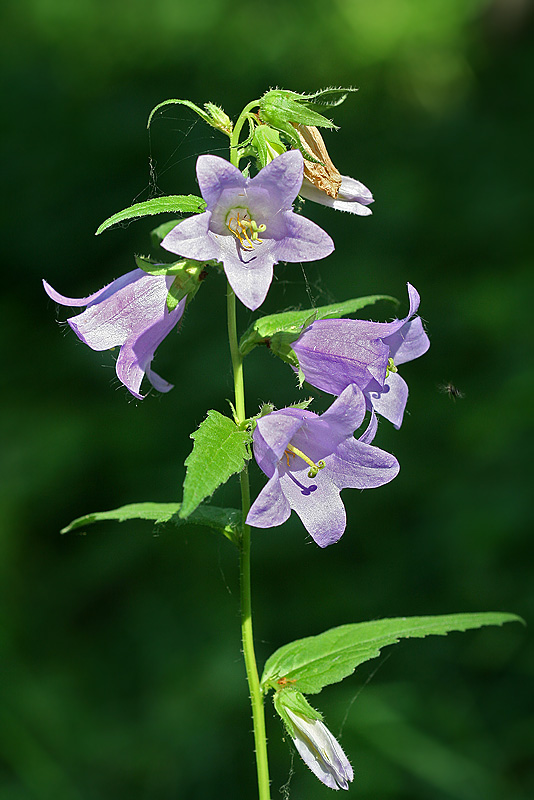 Изображение особи Campanula trachelium.