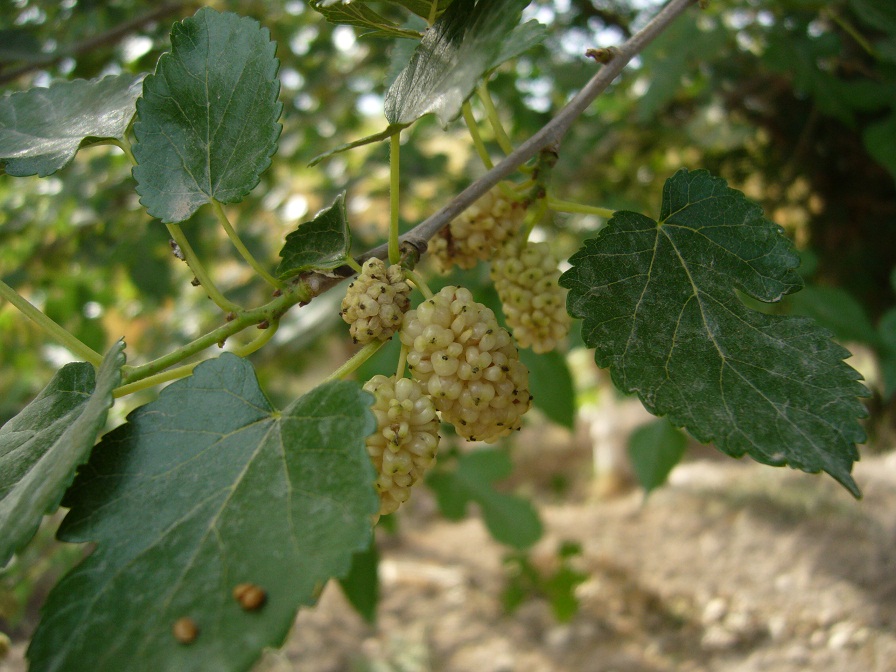 Изображение особи Morus alba.