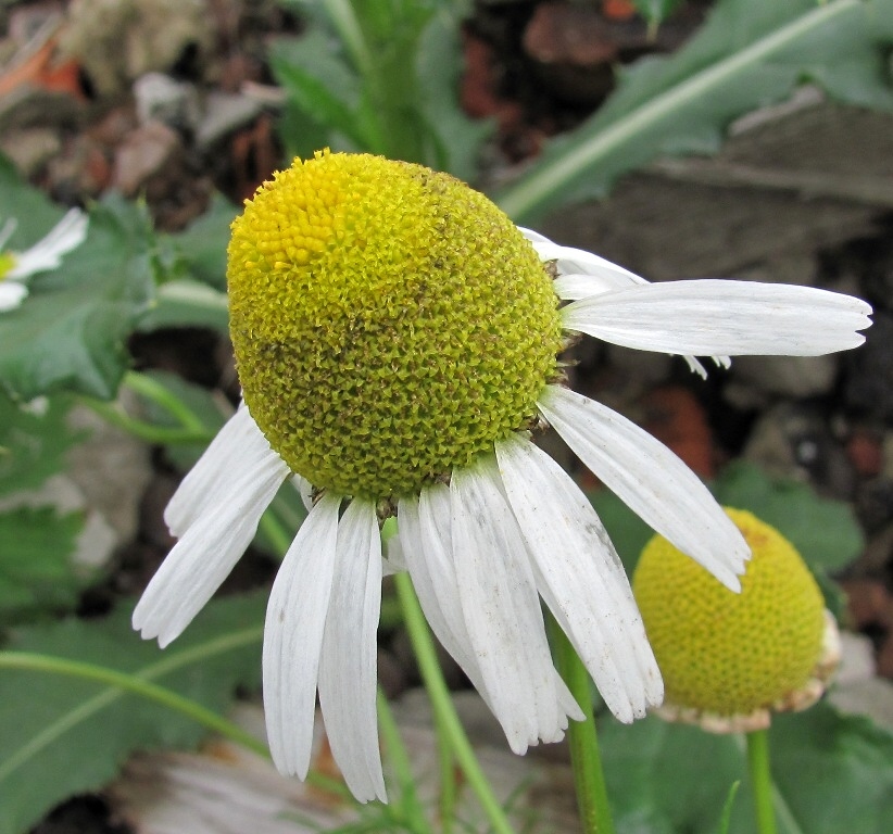 Image of Tripleurospermum inodorum specimen.