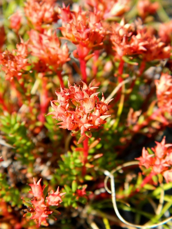 Image of Rhodiola quadrifida specimen.