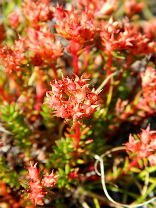 Изображение особи Rhodiola quadrifida.