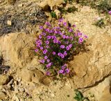 Erodium crassifolium