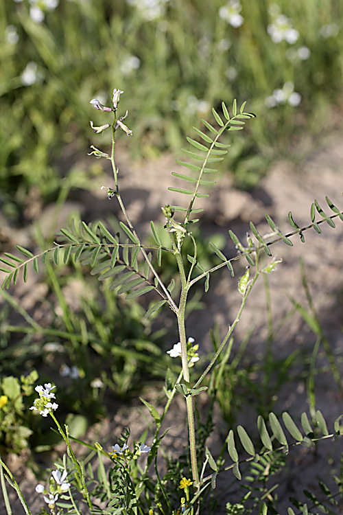 Изображение особи Astragalus schmalhausenii.