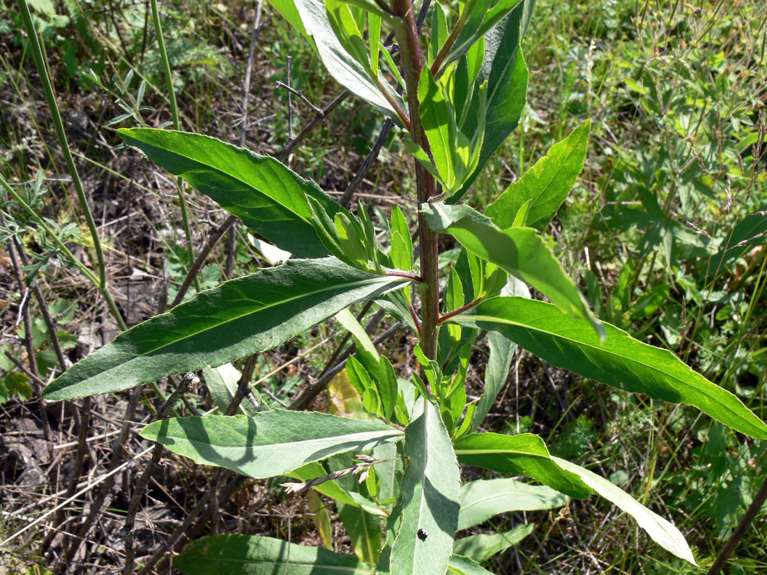 Изображение особи Cirsium setosum.