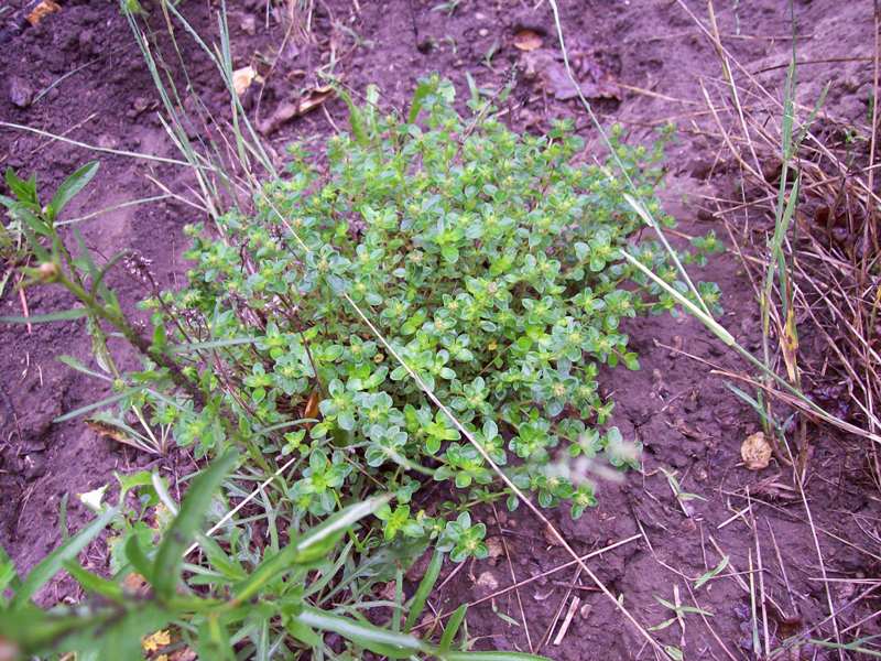 Изображение особи Thymus ovatus.