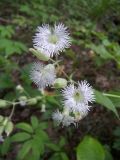 Oberna multifida