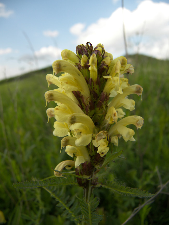 Изображение особи Pedicularis kaufmannii.