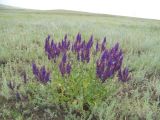Salvia nemorosa