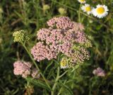 Achillea collina