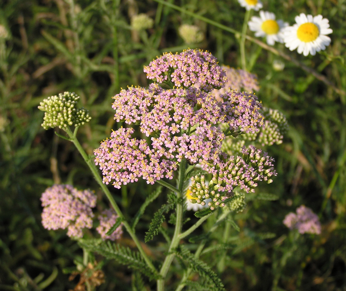 Изображение особи Achillea collina.