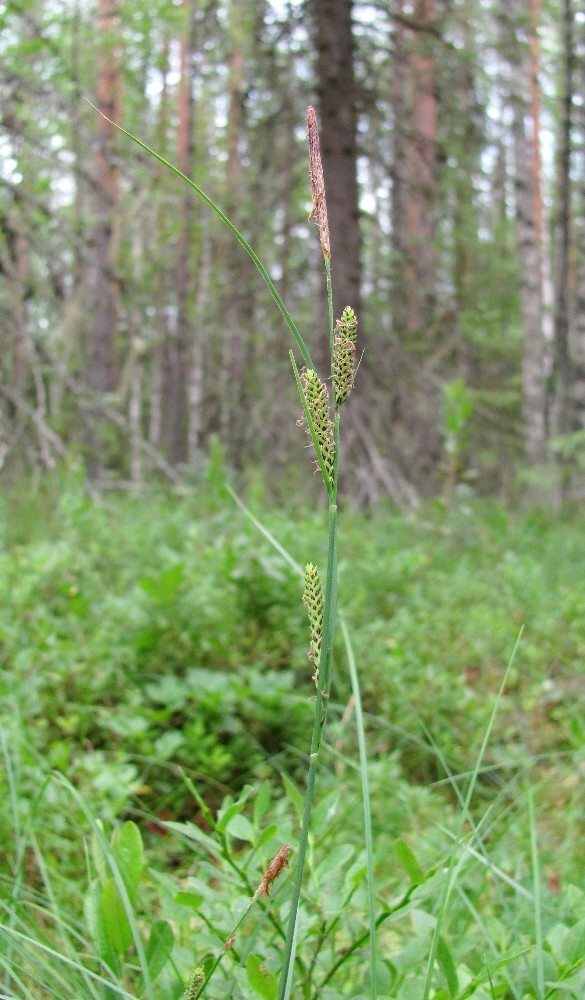 Image of Carex nigra specimen.