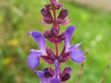 Salvia nemorosa. Цветки. Украина, Черновицкая обл., Хотин, у стен Хотинской крепости. 24 августа 2008 г.