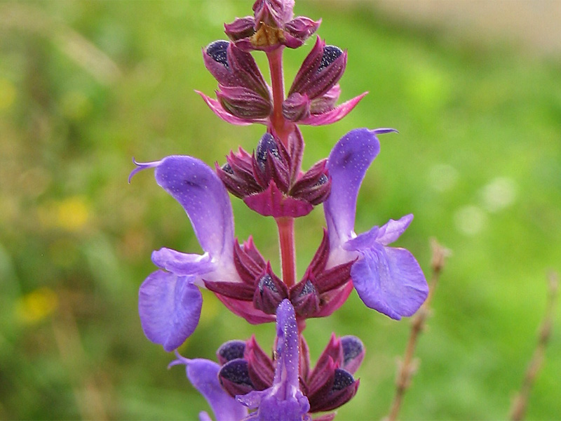 Изображение особи Salvia nemorosa.