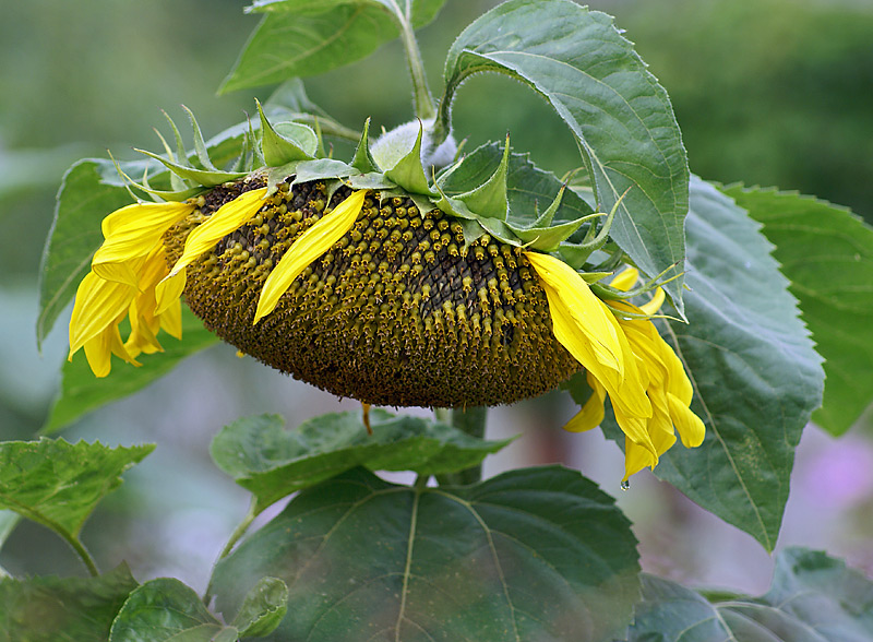 Изображение особи Helianthus annuus.