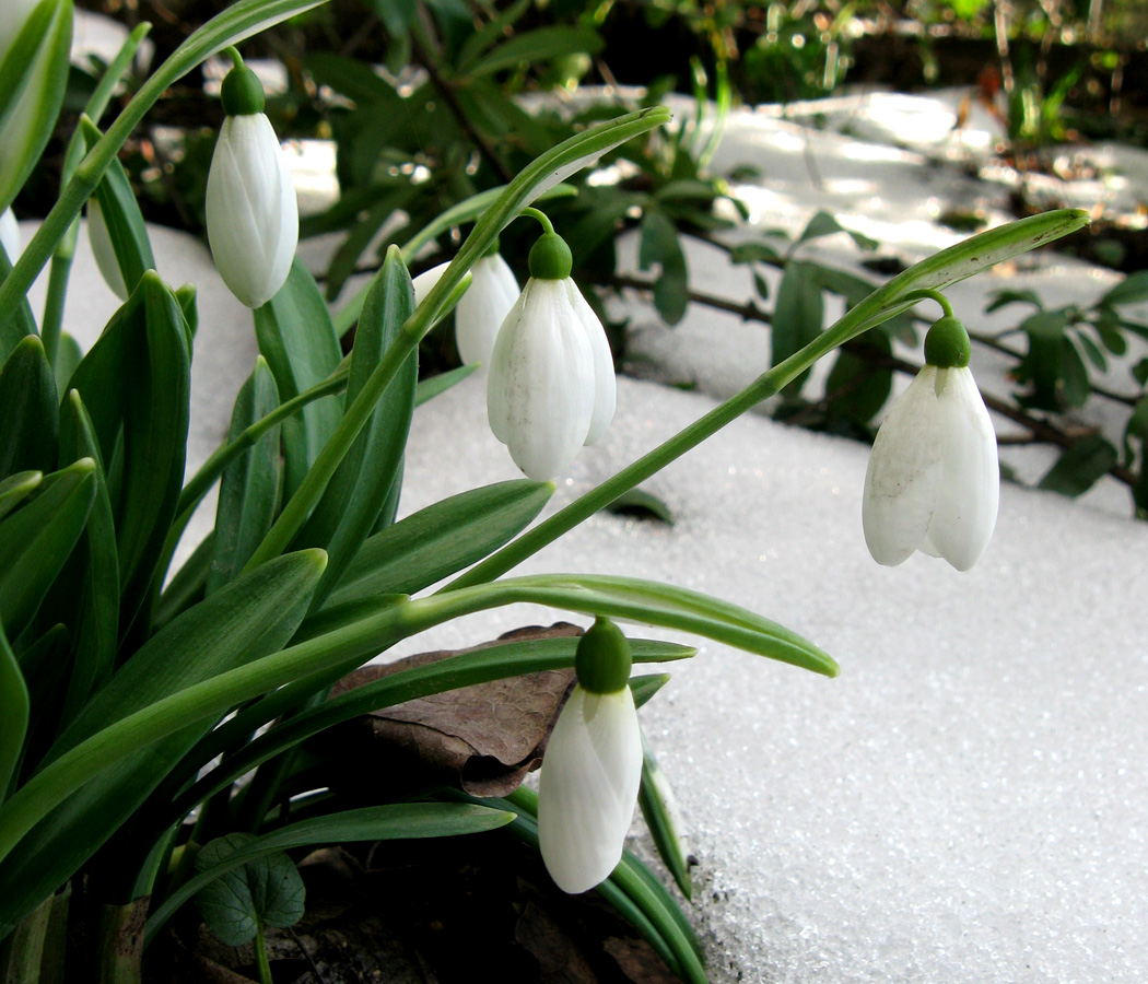 Изображение особи Galanthus plicatus.