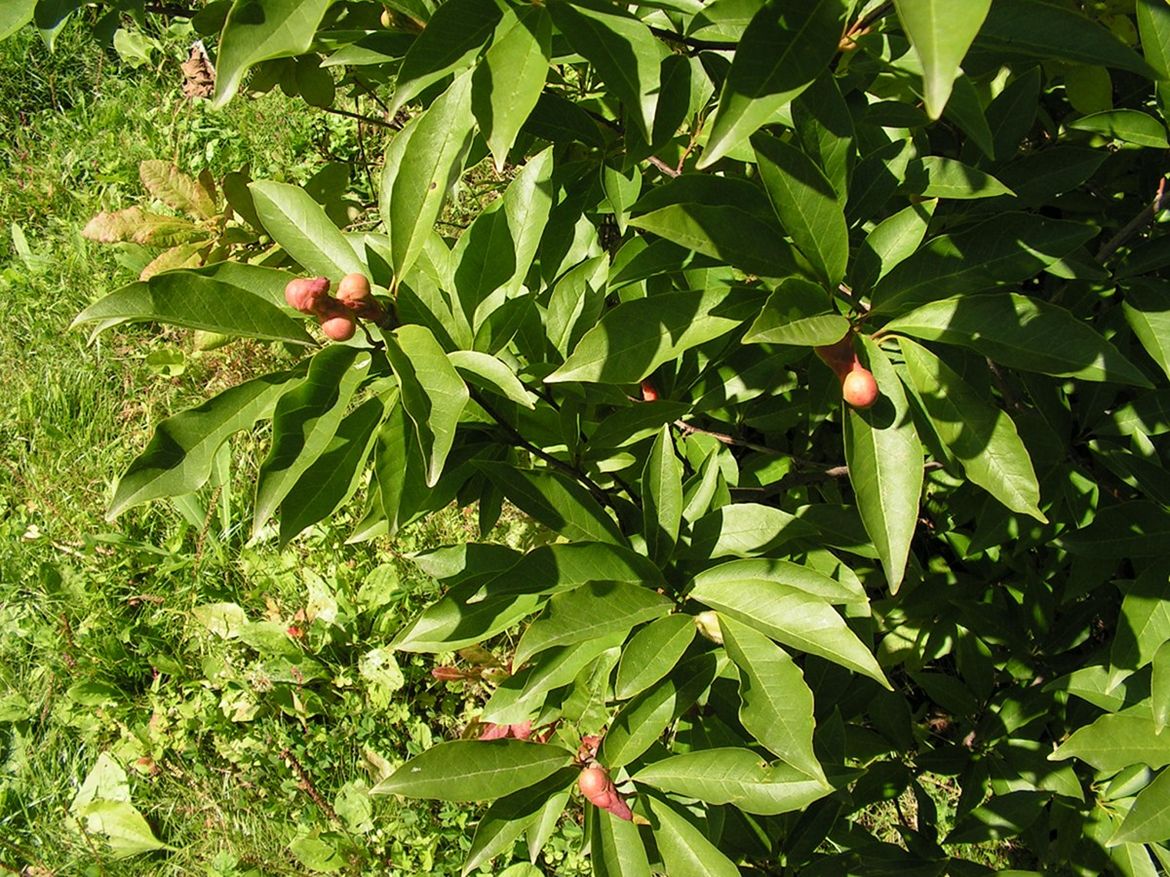 Image of genus Magnolia specimen.