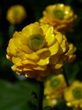 Ranunculus repens