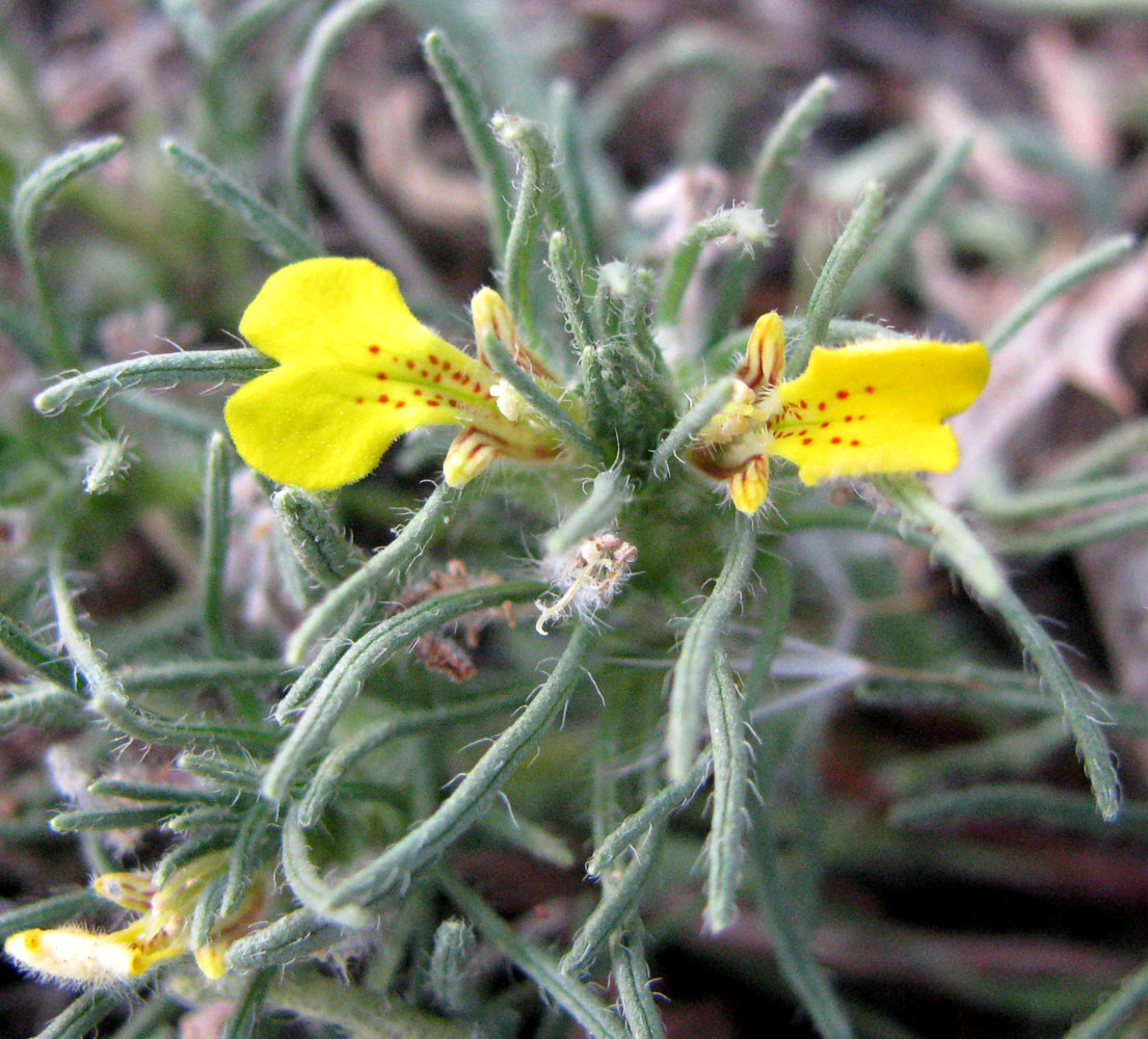 Image of Ajuga mollis specimen.