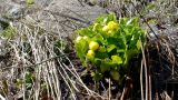 Caltha polypetala