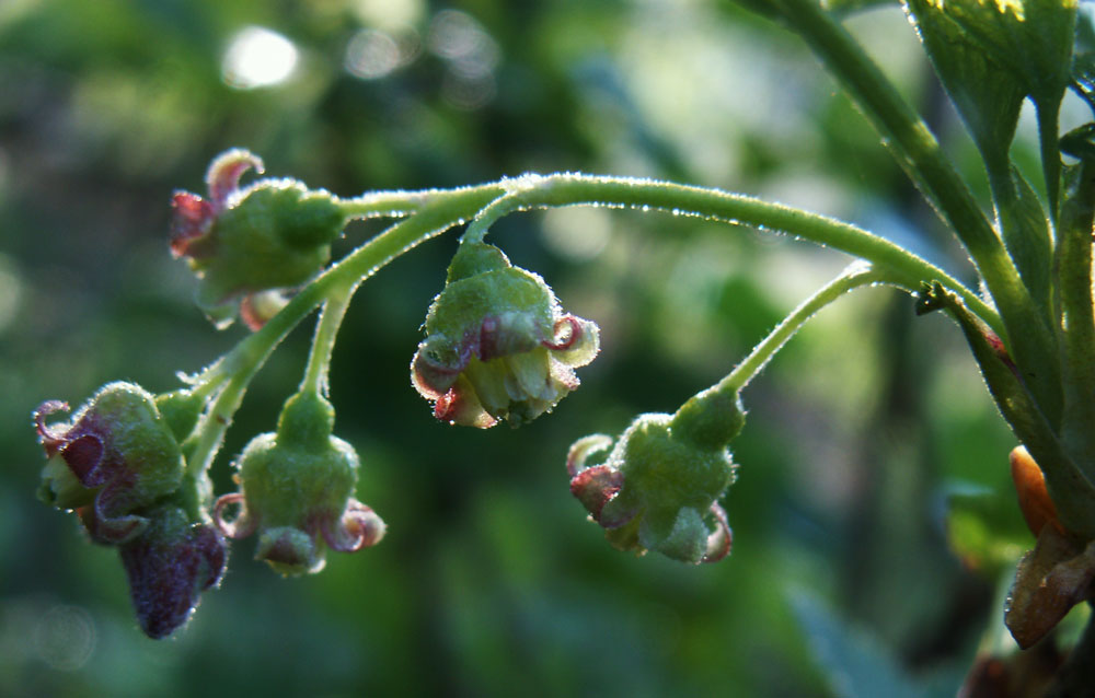 Изображение особи Ribes nigrum.