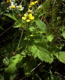 Geum aleppicum. Верхушка цветущего растения. Курская обл., Железногорский р-н, с. Карманово, руч. Суслов. 22 июля 2007 г.