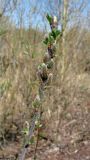 Salix myrsinifolia