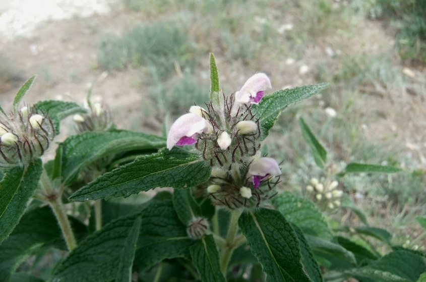 Изображение особи Phlomis majkopensis.