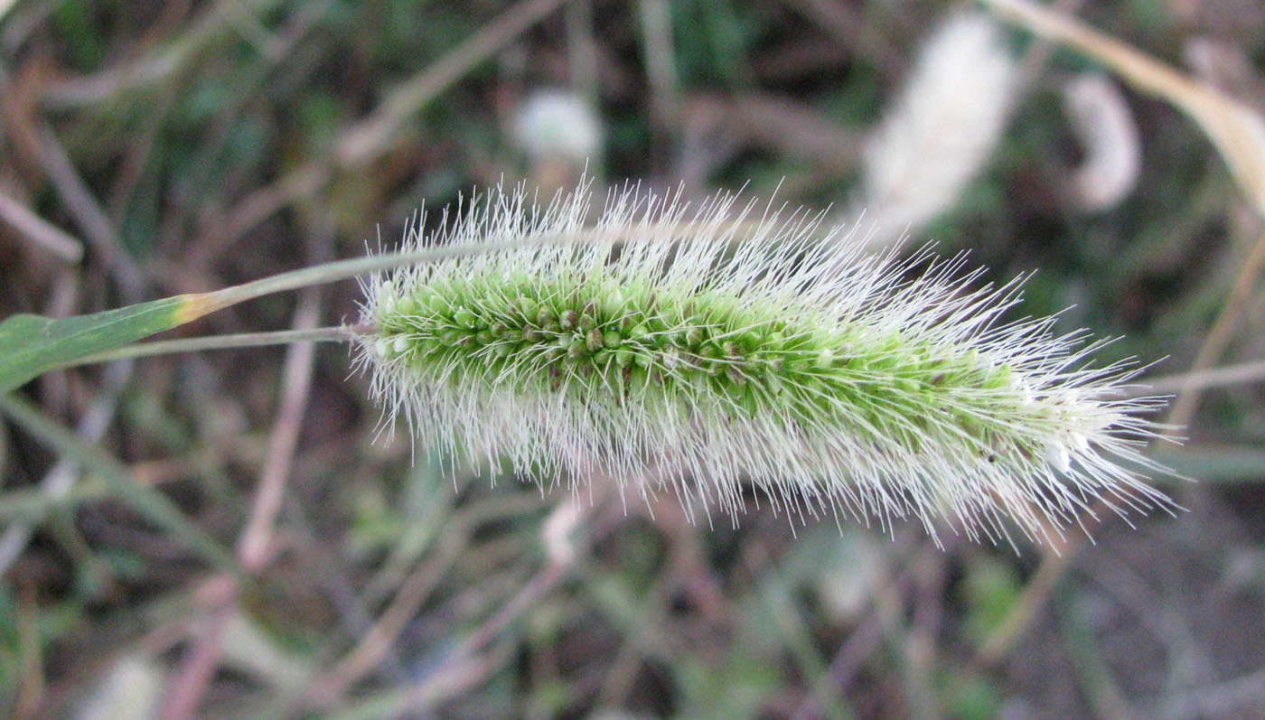 Image of Setaria verticilliformis specimen.