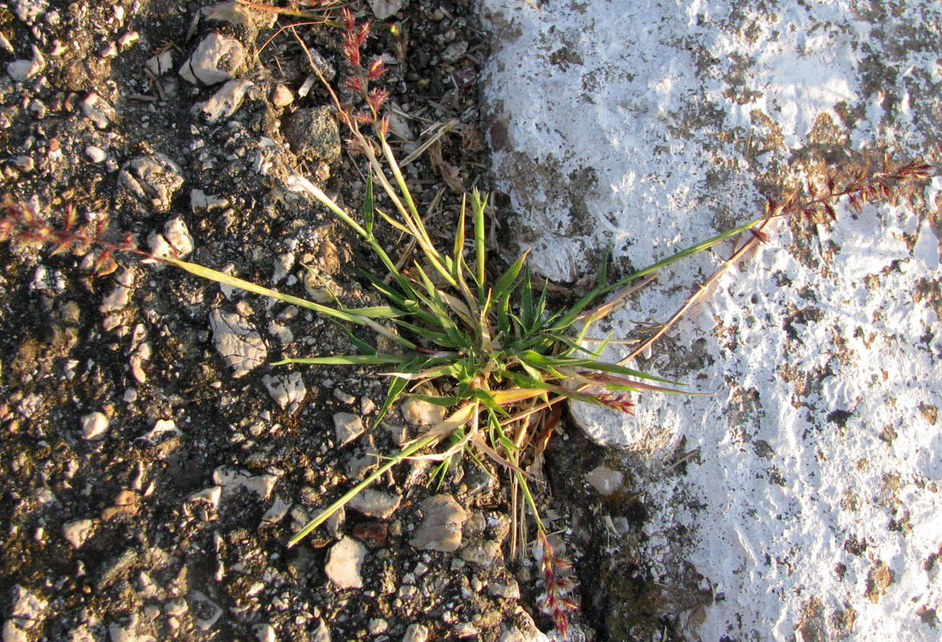 Image of Tragus racemosus specimen.