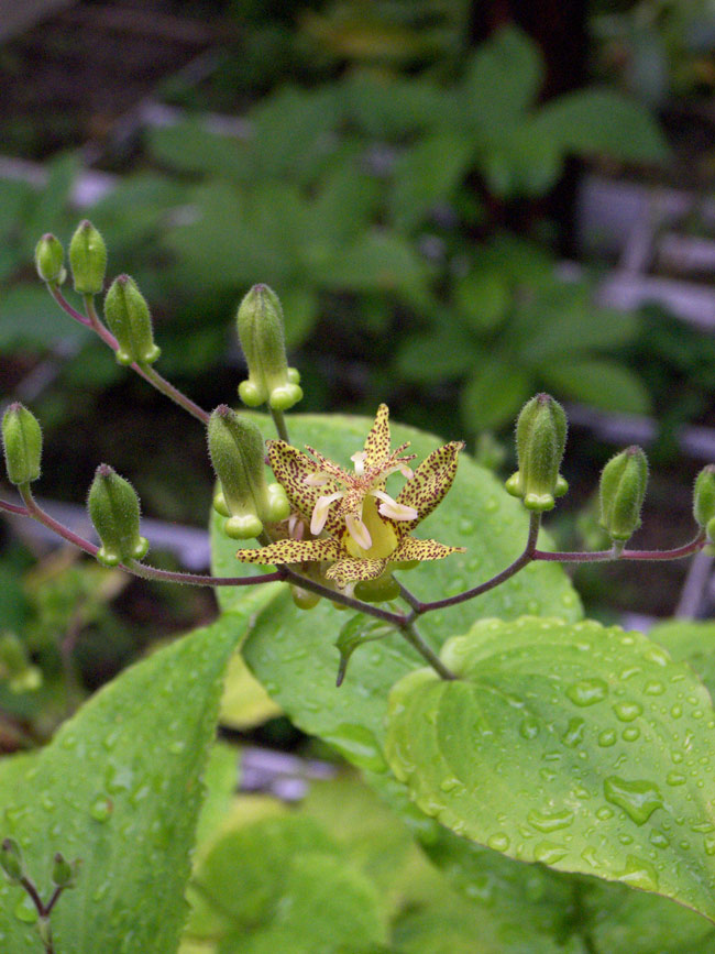 Image of Tricyrtis latifolia specimen.