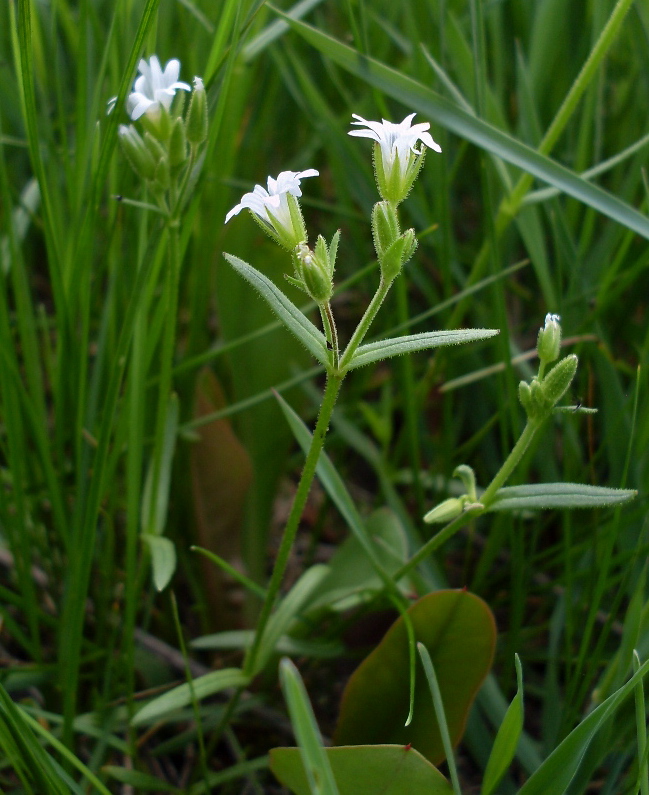 Изображение особи Dichodon viscidum.