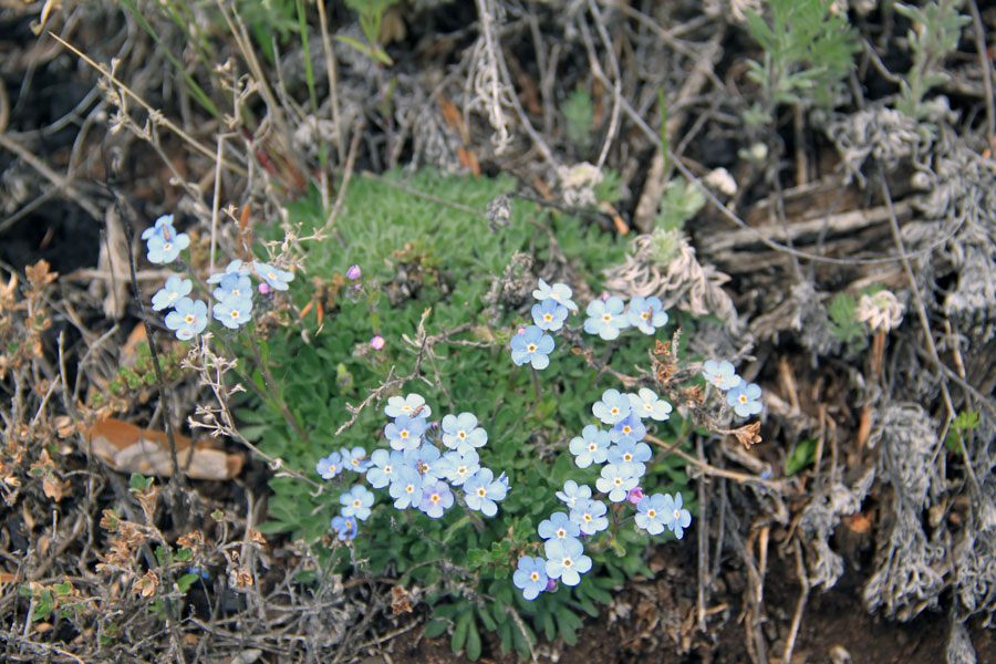 Image of Eritrichium villosum specimen.