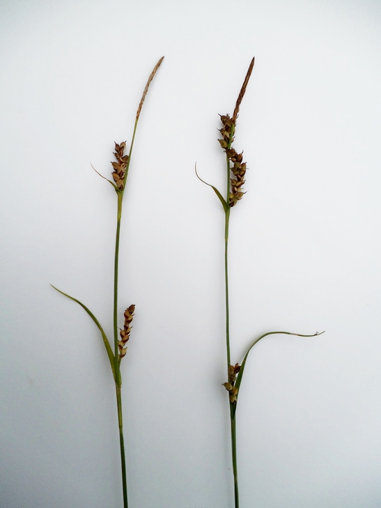 Image of Carex panicea specimen.