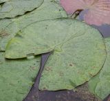 Nymphaea candida. Лист. Курская обл., Железногорский р-н, дер. Клишино, пруд на притоке р. Смородинка. 7 июля 2007 г.