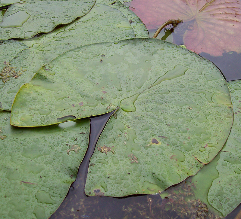 Изображение особи Nymphaea candida.