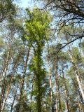 Betula pendula