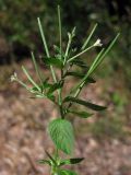 Epilobium roseum. Верхушка цветущего и плодоносящего растения. Крым, Чатырдаг, окр. Ангарского перевала. 28 июля 2012 г.