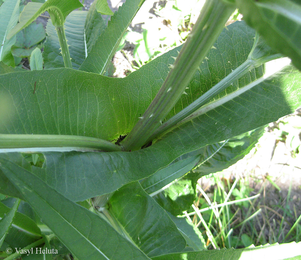 Image of Dipsacus fullonum specimen.