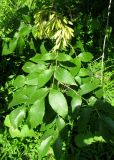 Fraxinus pennsylvanica