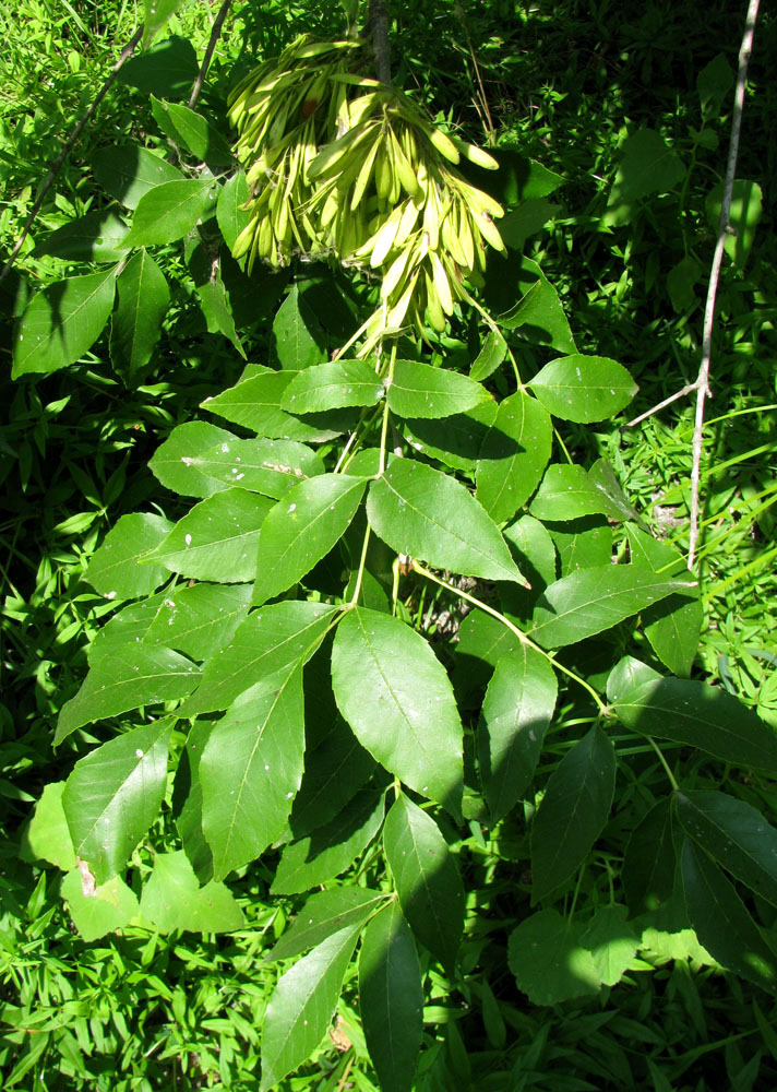 Image of Fraxinus pennsylvanica specimen.