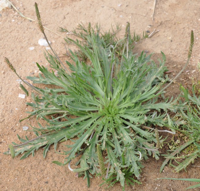 Изображение особи Plantago coronopus.