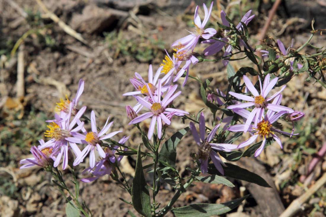 Image of Galatella coriacea specimen.