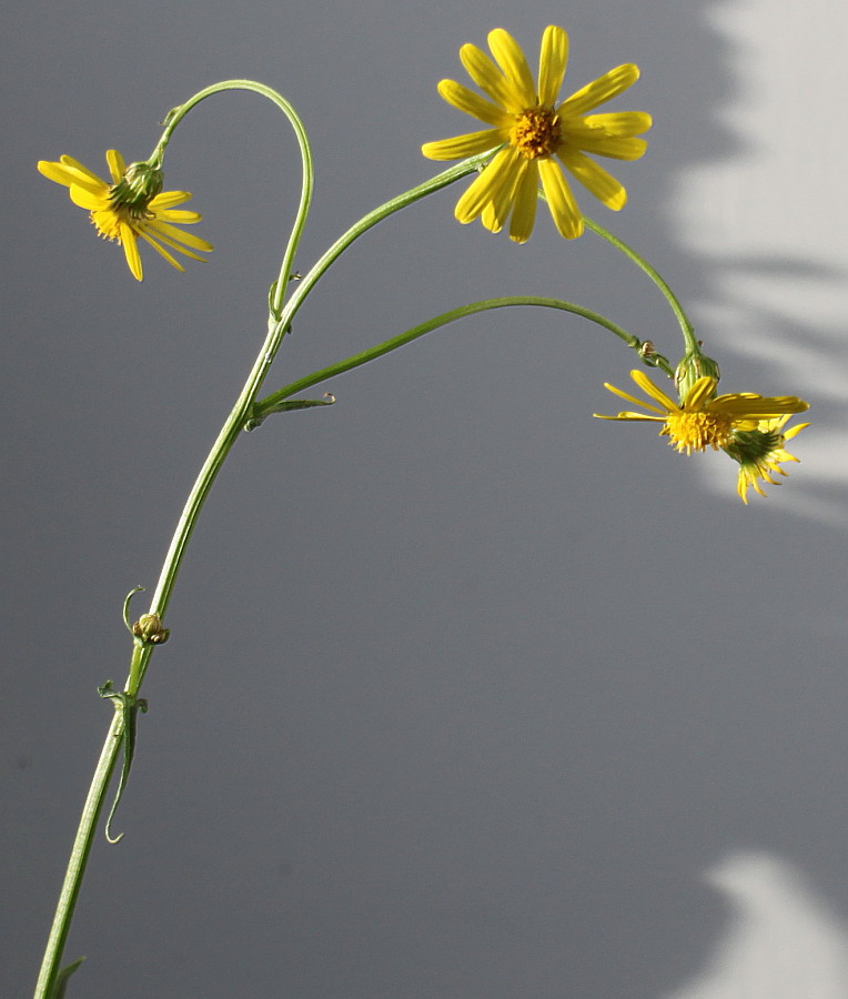 Image of Senecio inaequidens specimen.