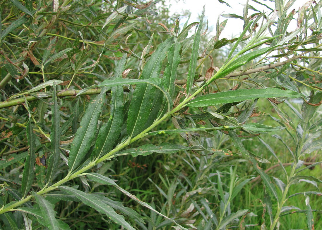 Изображение особи Salix &times; stipularis.