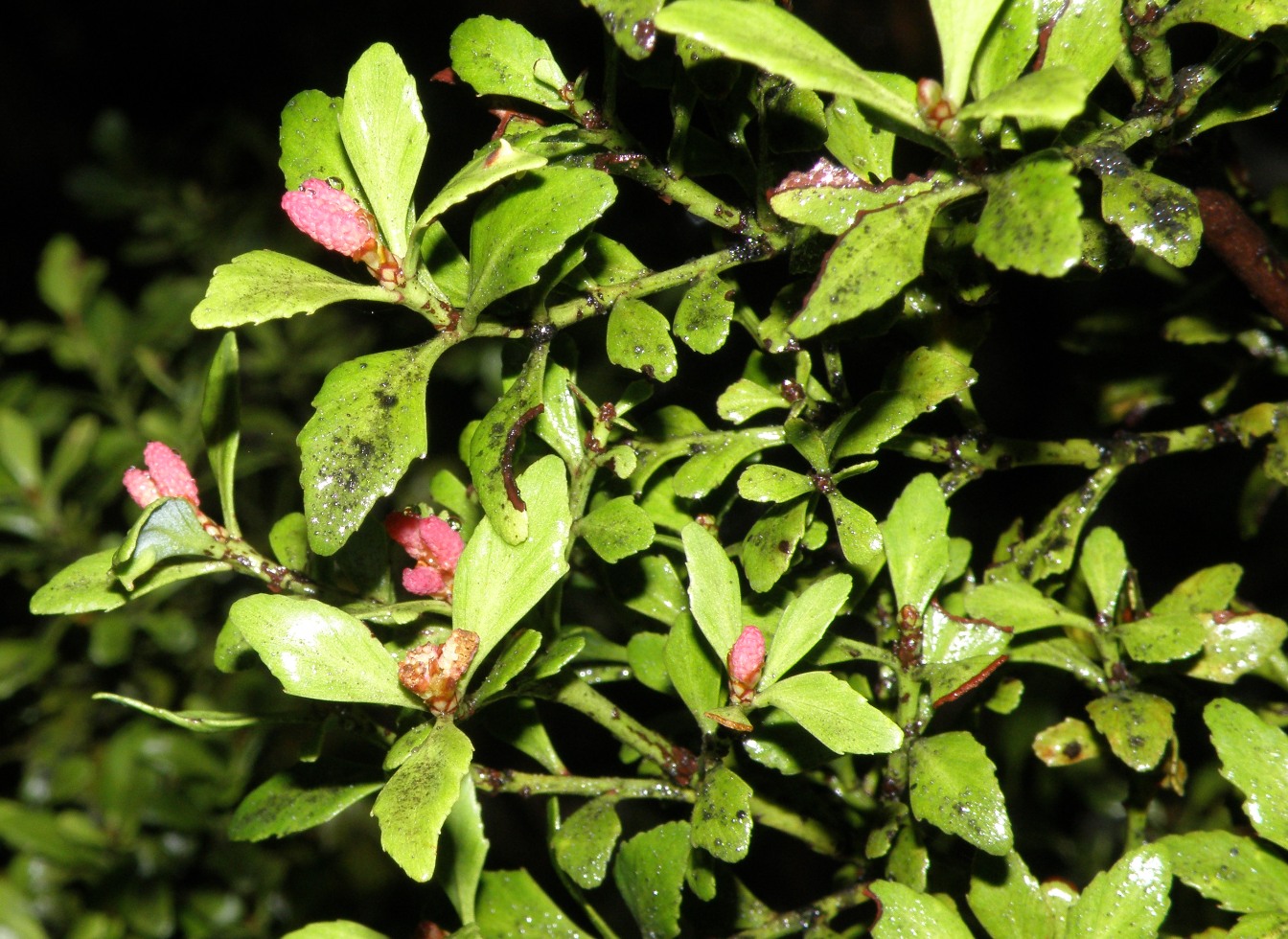 Изображение особи Phyllocladus alpinus.