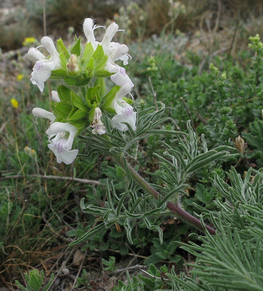 Image of Salvia scabiosifolia specimen.