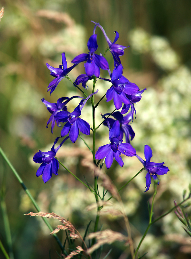 Изображение особи Delphinium consolida.