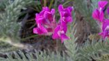 Oxytropis lanata