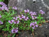 genus Thymus. Цветущие растения на скалистом берегу. Иркутская обл., окр г. Бодайбо, р. Бисяга. 08.07.2012.